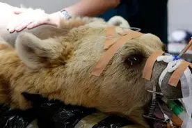 疾病缠身的棕熊被人类救助后，张大嘴巴对医务人员怒目而视图片