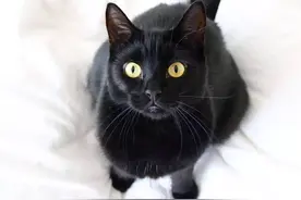 为什么会有人不喜欢黑猫？图片