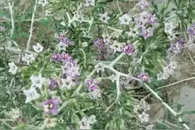 黑枸杞开花，看着跟普通枸杞差别不大，花密实了一点图片
