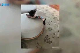 萌娃萌翻天！章子怡教女儿练压腿基本功！视频封面