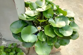 院子里的那朵莲花图片