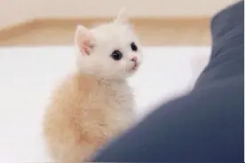 超级可爱的小奶猫，毫无抵抗力呀图片