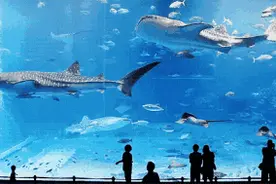 水母死后会变成水，消失不见了。图片