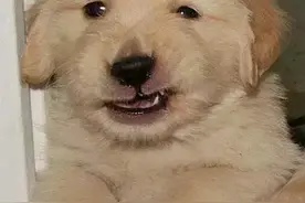 这就是传说中的皮笑肉不笑么。图片