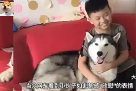 哈士奇撕碎暑假作业，小伙面露微笑，网友：二哈就是个背锅的！视频封面