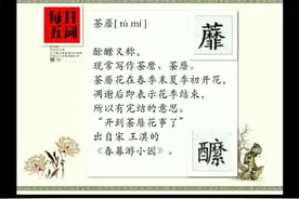 「每日五词」之荼蘼[ tú mí ]视频封面