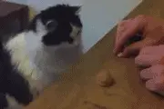 趣闻|讲真，为什么有人会怕猫？！图片