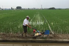 小型稻田开沟机大显身手图片