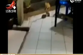 两老鼠内讧肉搏：旁边猫咪一脸蒙圈图片