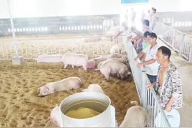 邻水将建9个生态猪养殖场图片