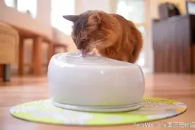 宠物知识给喵星人干净新鲜的饮用水图片
