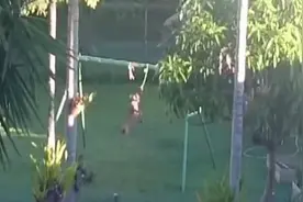 狗狗一跃而起咬住晾衣架的绳子后，自娱自乐荡起秋千来，太会玩了视频封面