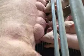 母猪哺乳期产多少奶你知道吗？图片