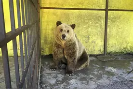 这只棕熊因受不了压迫狭小的空间，竟开始自残图片