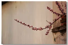 "红杏出墙’的另一种含义！图片