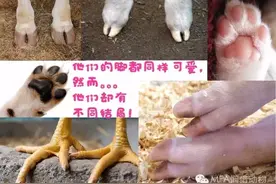 宠物和食物一字之差，待遇天差地别。图片