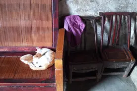 趣图︱一组猫咪哺乳照，满满的都是幸福图片