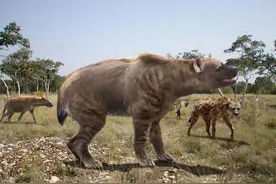 500万年的巨鬣狗，比如今的鬣狗凶猛很多图片