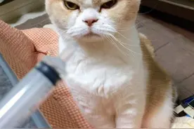 日本超萌愤怒猫，生气时还会吐舌头图片