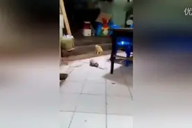 ​俩老鼠掐架 ，看傻猫咪图片