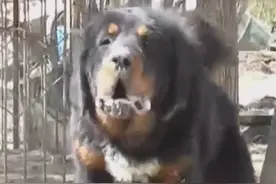 这才是藏獒的真正叫声