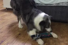 看见主人把玩具丢给猫咪，大萌汪吃醋啦，立马护着玩具，生怕抢走图片