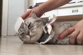 猫咪梳毛记：球球在嘛嘛“魔爪”下竟然露出“诡异笑容”的表情视频封面