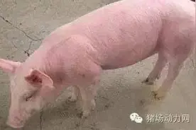 技术各阶段猪只驱虫方法及驱虫程序，简单实用！图片