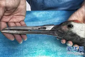 丹顶鹤打架弄断上喙被装上钛合金嘴 网友：变金刚狼了图片