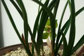 春兰名品介绍壹图片