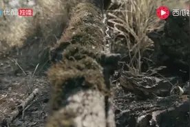 实拍两条蛇对吃，谁速度快，谁就是赢家，直接生吞！视频封面