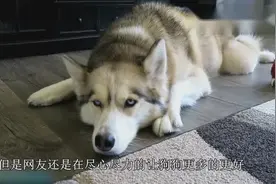 网友训斥哈士奇，二哈生气离家出走，回家后竟带了一个拆迁队视频封面