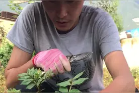 无刺花椒嫁接培育，砧木处理步骤视频封面