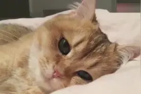 每天醒来，能看到这样一只盛世美颜猫的侧脸，想想就开心视频封面