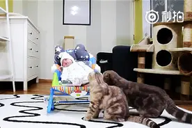 五只猫和小宝宝的日常，要萌翻了图片