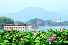 荷花全身都是宝 做成美味样样好图片