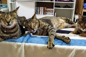 三只小猫失明后惨遭遗弃，是她给了小家伙们一个温暖的家图片