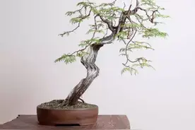 文人风骨，可低头，但绝不失傲骨图片