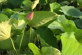 人有了小草心态，就不怕被践踏图片