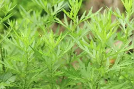 夏季宝宝防痱子 超实用的防痱小妙招图片