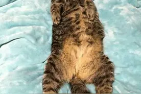 一猫奴逛街时看到有卖这种老鼠玩具，很便宜，于是他就买了，然后图片