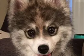 盘点那些年和“柯基”睡过生出的混血后代图片