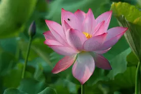 道一声观世音菩萨，你会送我一轮明月，今天是观音菩萨成道日图片