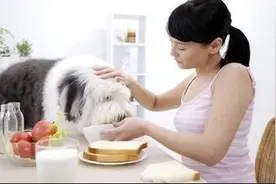 狗狗在吃饭的时候还会有这些注意事项你都知道吗图片