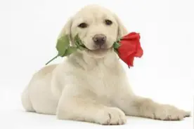 高智商温顺憨厚伴侣犬-拉布拉多猎犬简介图片