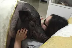 女子养了170斤的宠物猪，同床四年还玩亲亲图片