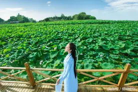 我愿与一株莲，共坐在夏的清凉处图片