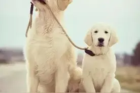性格温顺，最适合陪伴在孩子身边的几种狗狗，你选择对了吗？图片