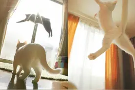 一只会跳芭蕾舞的萌猫子，空中飞跃转体根本不在话下！图片