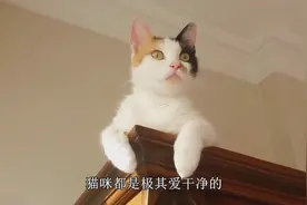 猫咪光天化日下竟在汽车玻璃上拉屎，网友：这是我见过最不讲究的视频封面
